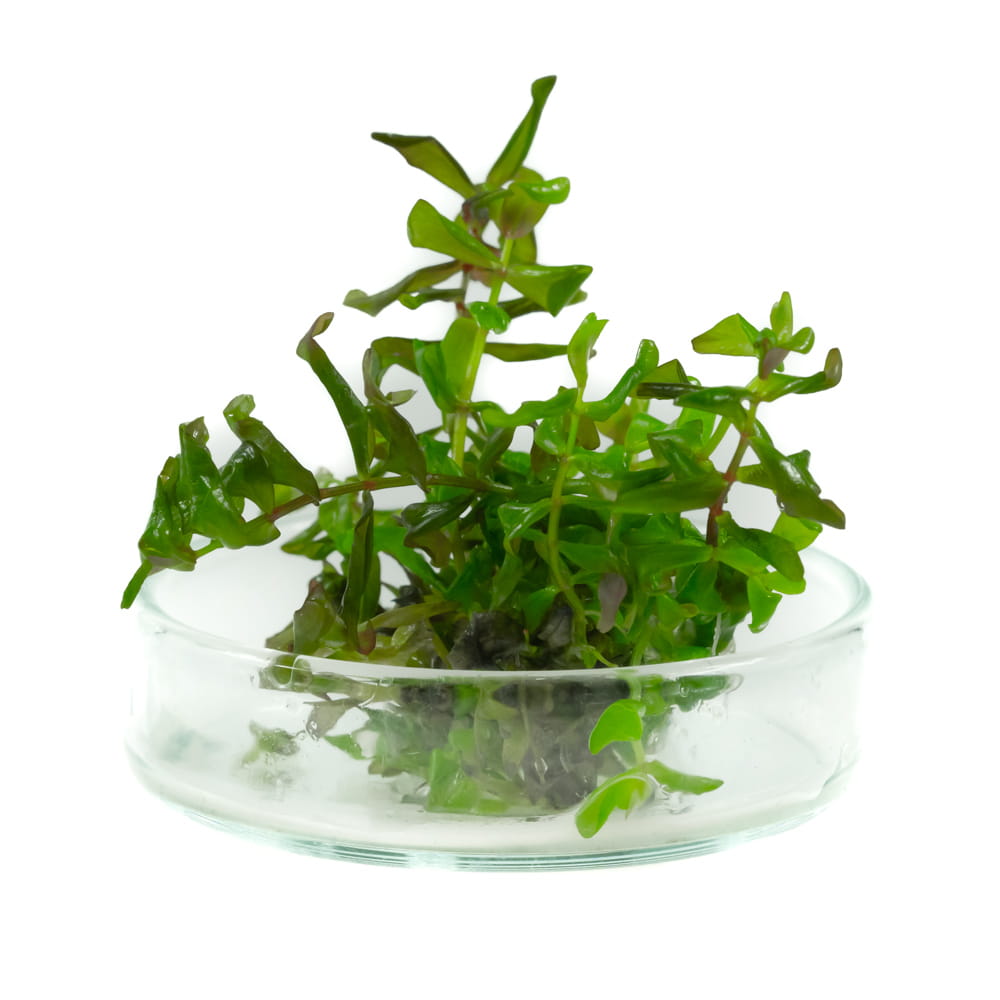 Rotala macrandra wspaniała 5szt. in vitro